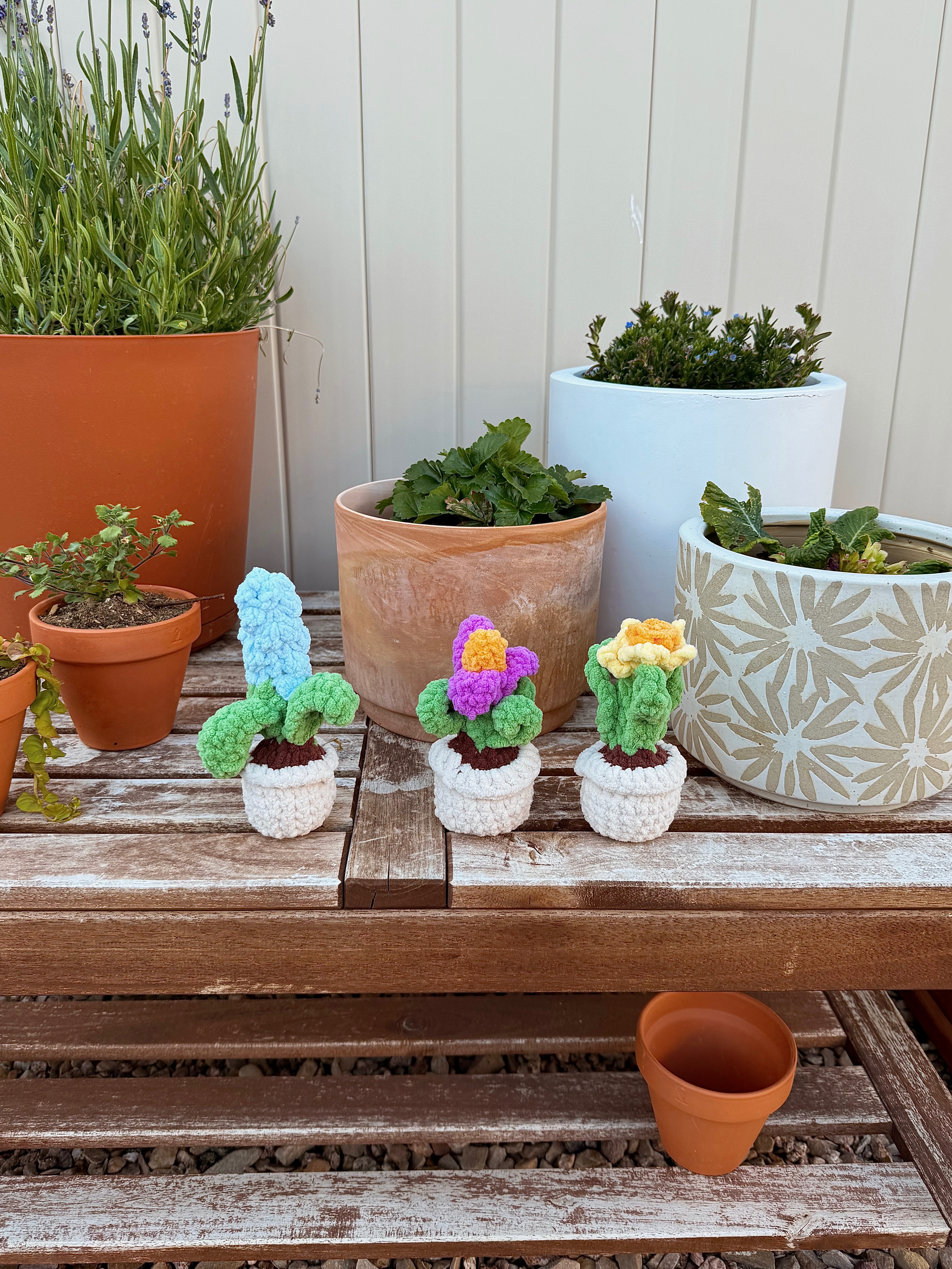 High Desert Potted Plants